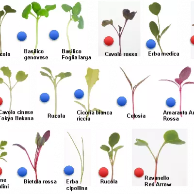 Principali specie di microverdure coltivate