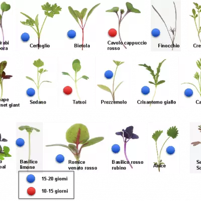 principali specie di microverdure coltivate